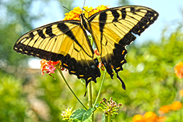 Butterfly against Sky